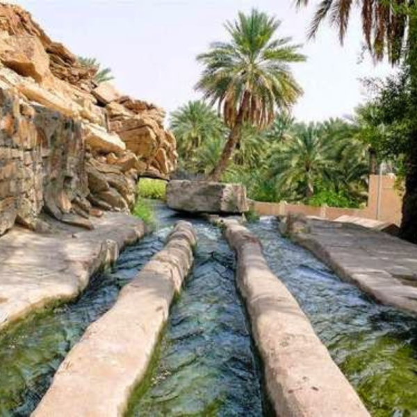 بركة المةو